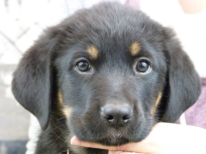 chinook puppy